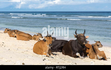 Cows and Bulls on the coast of Gili Trawangan island in Indonesia. Stock Photo