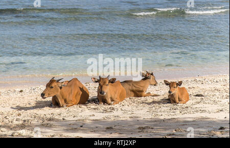 Cows and Bulls on the coast of Gili Trawangan island in Indonesia. Stock Photo