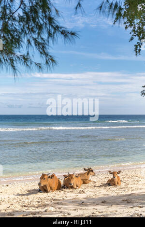 Cows and Bulls on the coast of Gili Trawangan island in Indonesia. Stock Photo