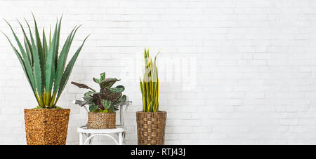 Houseplants and the chair over brick wall Stock Photo
