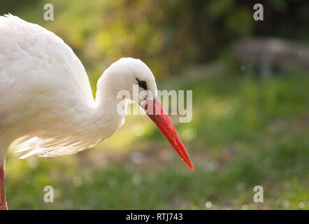 White stork or Ciconia ciconia Stock Photo