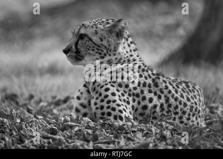 a stunning male leopard Stock Photo