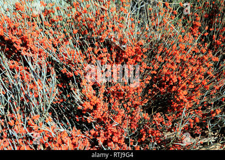 Ephedra berries on the lake shore, Issyk Kul oblast, Kyrgyzstan Stock Photo