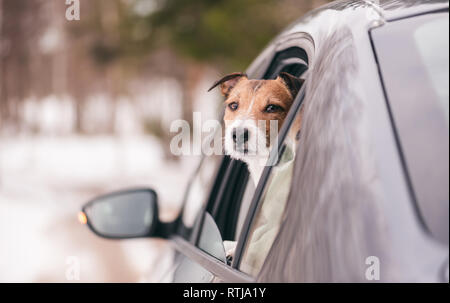 Sad dog looking from car window rides away by winter road Stock Photo