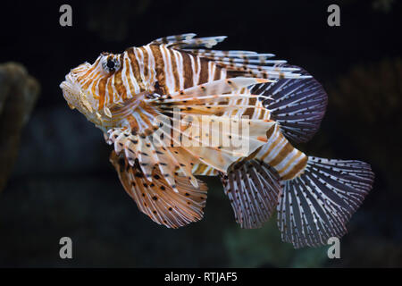 Red lionfish (Pterois volitans). Tropical venomous fish. Stock Photo