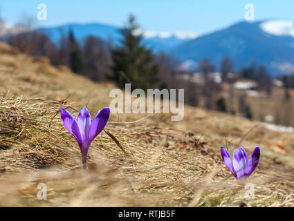 First two violet crocus flowers on early spring Carpathian mountains plateau with snow-covered ridge tops in far, Ukraine. Focus on flowers. Stock Photo