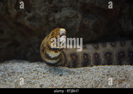 Snowflake moray (Echidna nebulosa), also known as the clouded moray. Stock Photo