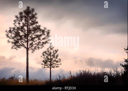 As an evening storm blows through trees are silhouetted against cloudy skies. Stock Photo