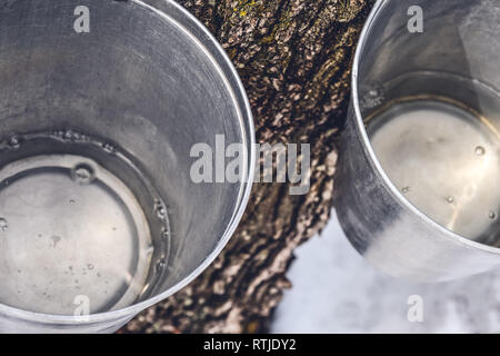 Maple syrup production. Buckets with maple sap collected from trees. Stock Photo