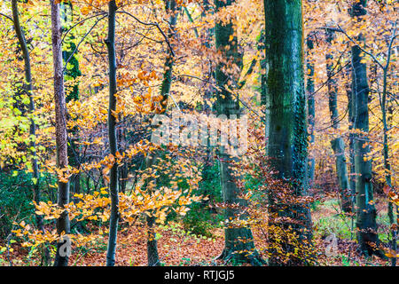 Autumn in Buckholt Wood in the Cotswolds, Gloucestershire. Stock Photo