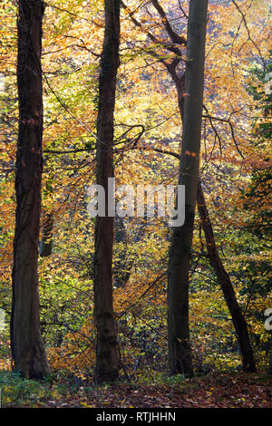 Autumn in Buckholt Wood in the Cotswolds, Gloucestershire. Stock Photo