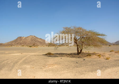 Isolated acacia tree in the deserted valley of a rocky Wadi in Oman Stock Photo