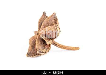 One whole dry brown star anise fruit like a flower isolated on white background Stock Photo