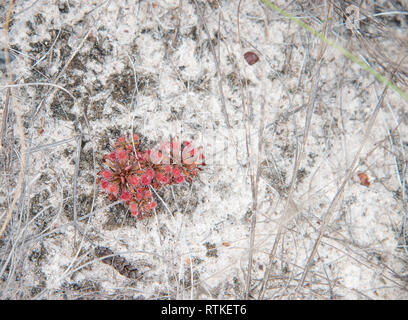 Carnivorous sundew plant growing in the native bushland at Knuckeys Lagoon in the Northern Territory of Australia Stock Photo