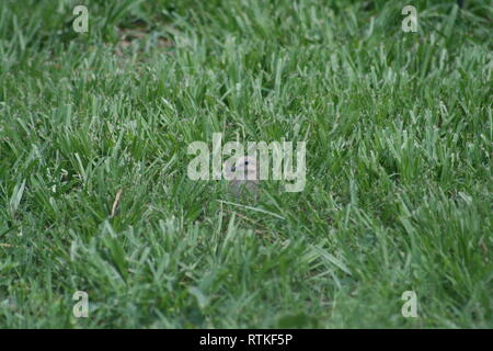 Dove hiding with head above in lush green grass. Stock Photo