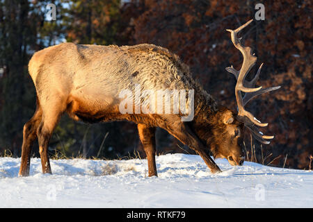 Wild Elk or also known as Wapiti (Cervus canadensis) in the winter snowfall in Jasper National Park, Alberta, Canada Stock Photo