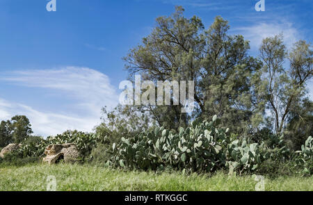 byzantine cisterns in the beeri forest in the western negev surrounded springtime vegetation and a partly cloudy sky Stock Photo