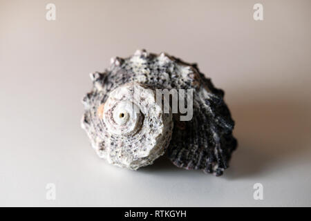 Still life photo of a beautiful grey sea mollusk shell on a white table. Lovely souvenir from a vacation by the sea. Macro image with colors. Stock Photo