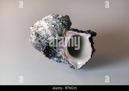 Still life photo of a beautiful grey sea mollusk shell on a white table. Lovely souvenir from a vacation by the sea. Macro image with colors. Stock Photo