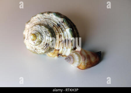Still life photo of beautiful brown sea mollusk shells on a white table. Lovely souvenirs from a vacation by the sea. Stock Photo