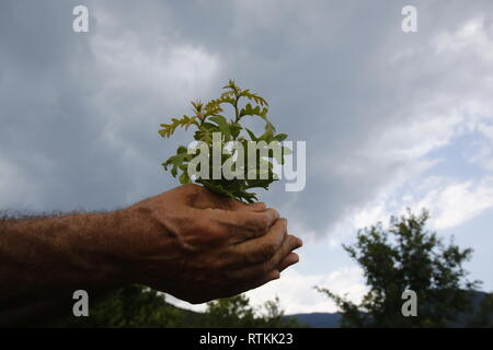 Little tree among human hands Stock Photo