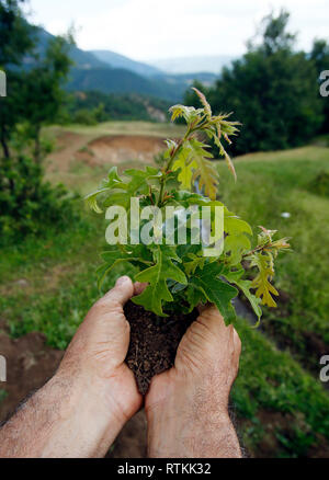 Little tree among human hands Stock Photo