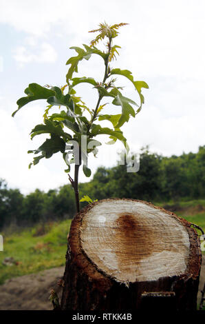 Little tree among human hands Stock Photo