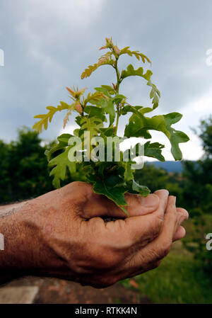 Little tree among human hands Stock Photo