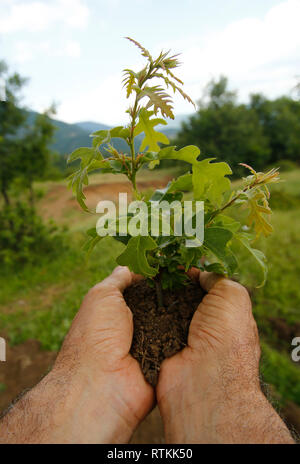 Little tree among human hands Stock Photo