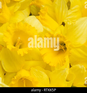 Yellow spring narcissus close up Stock Photo