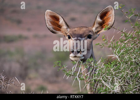 Head shot portrait of a female greater Kudu (Tragelaphus strepsiceros) peaking through the branch of an acacia bush Stock Photo