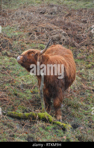 A Scottish Highland Cow (Bos Taurus) Scratching it's Neck on a Branch near Low Sweden Bridge Ambleside Lake District National Park, Cumbria, England. Stock Photo