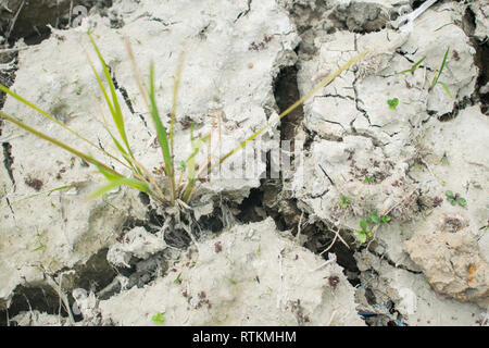 Single of Rice planted on a dried cracked soil Stock Photo