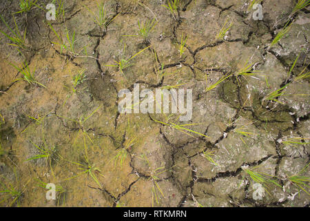 Top view of rice planted on dried soil Stock Photo