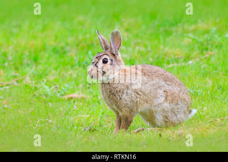European common rabbit (Oryctolagus cuniculus) sitting in grass n field during Spingtime sason. Stock Photo