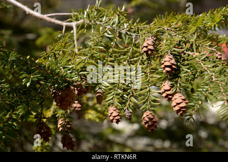evergreen sequoia sempervirens tree with new shoots and cones in early spring, branches with many cones of a young coast redwood tree macro shot Stock Photo