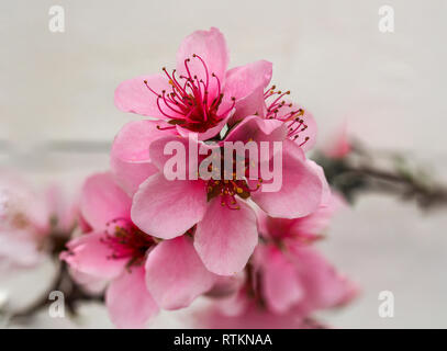 Closeup of beautiful pink peach blossom on a tree branch with a white wall background Stock Photo