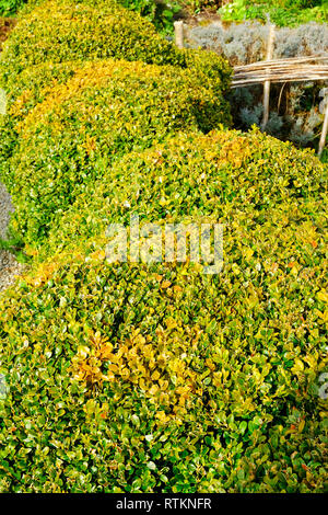 Close-up of box hedging showing the first signs of blight - John Gollop Stock Photo