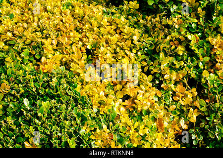 Close-up of box hedging showing the first signs of blight - John Gollop Stock Photo