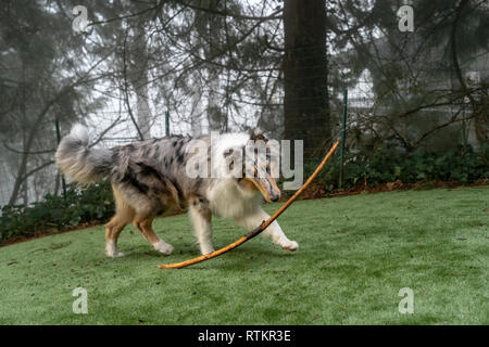 Issaquah, Washington.  Five month old Blue Meryl Rough Collie playing with a stick. (PR) Stock Photo