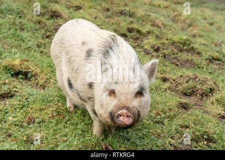 Issaquah, Washington, USA.  Julianna mini pig with its snout in the air.  (PR) Stock Photo