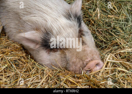 Issaquah, Washington, USA.  Portrait of a Pink Pot-bellied pig partially covered in straw taking a rest.  (PR) Stock Photo