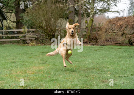 Issaquah, Washington, USA.  Nine month old Golden Retriever 'Aspen' jumping, trying to catch a ball that has been thrown.  (PR) Stock Photo