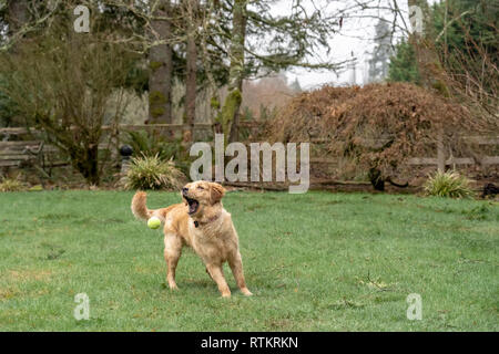 Issaquah, Washington, USA.  Nine month old Golden Retriever 'Aspen' trying to catch a ball that has been thrown.  (PR) Stock Photo