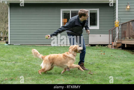 Issaquah, Washington, USA.  Nine month old Golden Retriever 'Aspen' starting to fetch a ball that is being thrown.  (PR) (MR) Stock Photo
