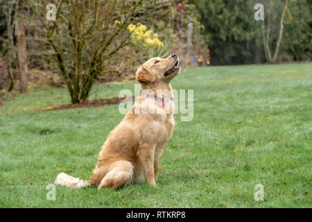 Issaquah, Washington, USA.  Nine month old Golden Retriever 'Aspen' .  (PR) Stock Photo