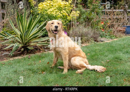 Issaquah, Washington, USA.  Nine month old Golden Retriever 'Aspen' .  (PR) Stock Photo