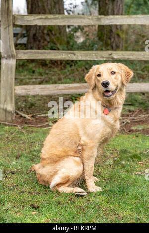 Issaquah, Washington, USA.  Nine month old Golden Retriever 'Aspen' .  (PR) Stock Photo