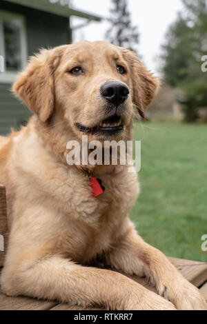 Issaquah, Washington, USA.  Nine month old Golden Retriever 'Aspen' .  (PR) Stock Photo