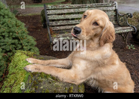 Issaquah, Washington, USA.  Nine month old Golden Retriever 'Aspen' .  (PR) Stock Photo